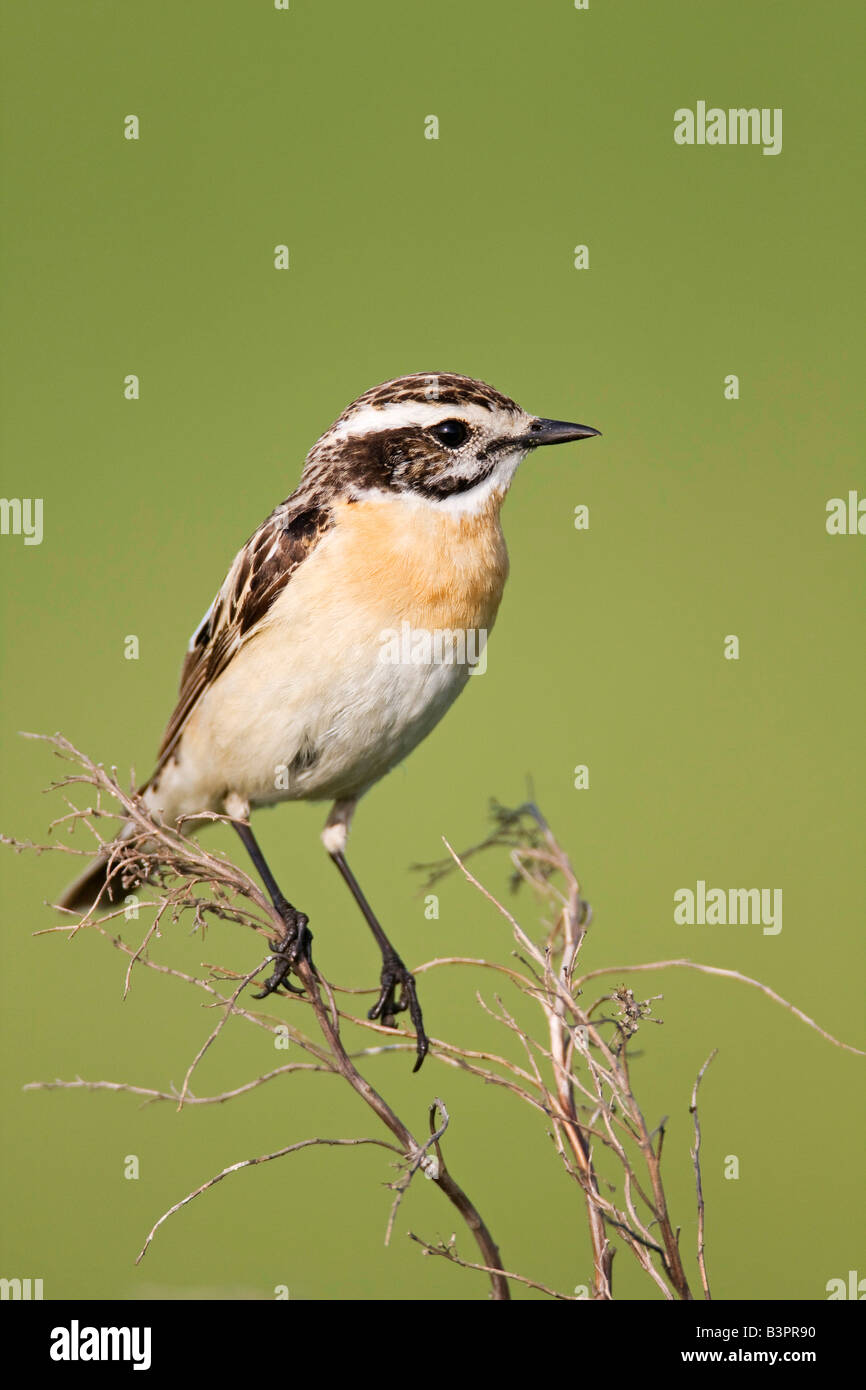 Maschio (Whinchat Saxicola rubetra), lago Neusiedler See, Austria, Europa Foto Stock