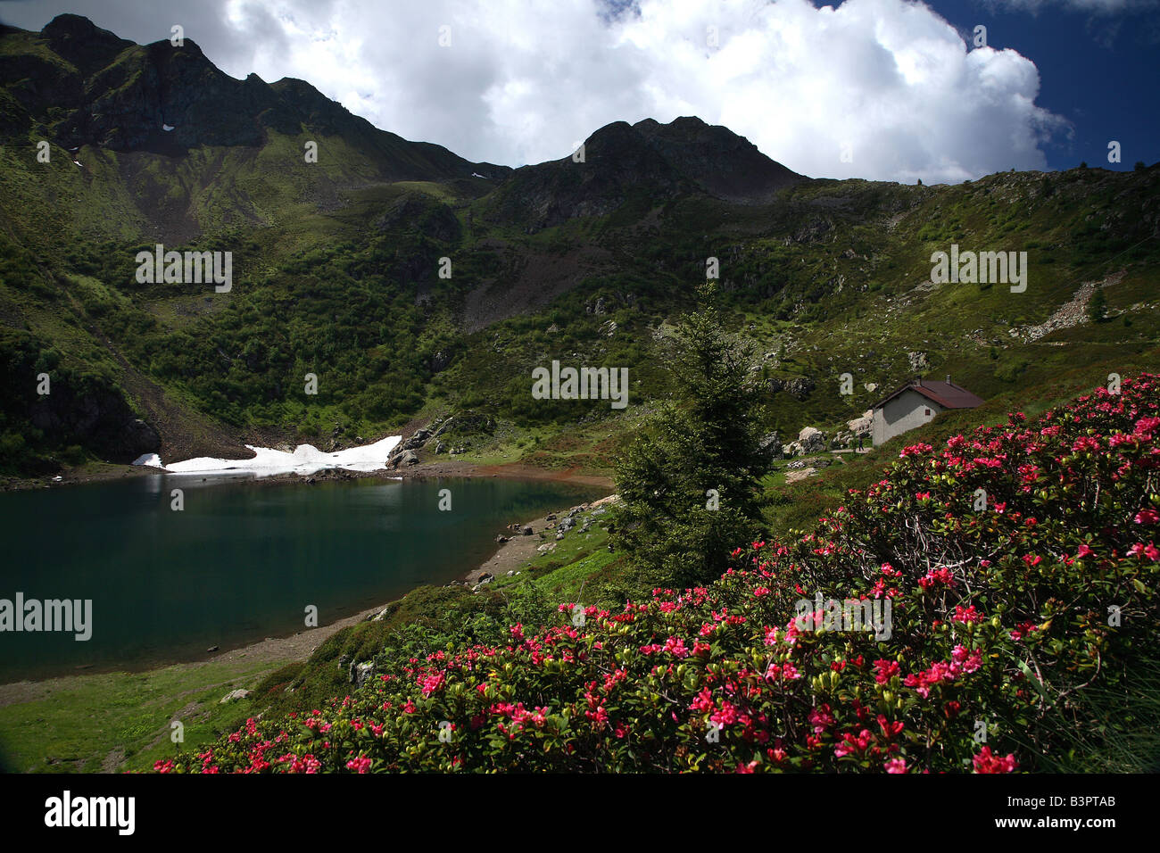 Rododendri in fiore, i dintorni del lago di Erdemolo, Valle dei Mocheni, la catena del Lagorai, Trentino Alto Adige, Italia Foto Stock