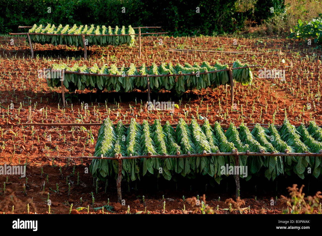 La coltivazione del tabacco, Viï¿½ales valley, Cuba, West Indies, America Centrale Foto Stock