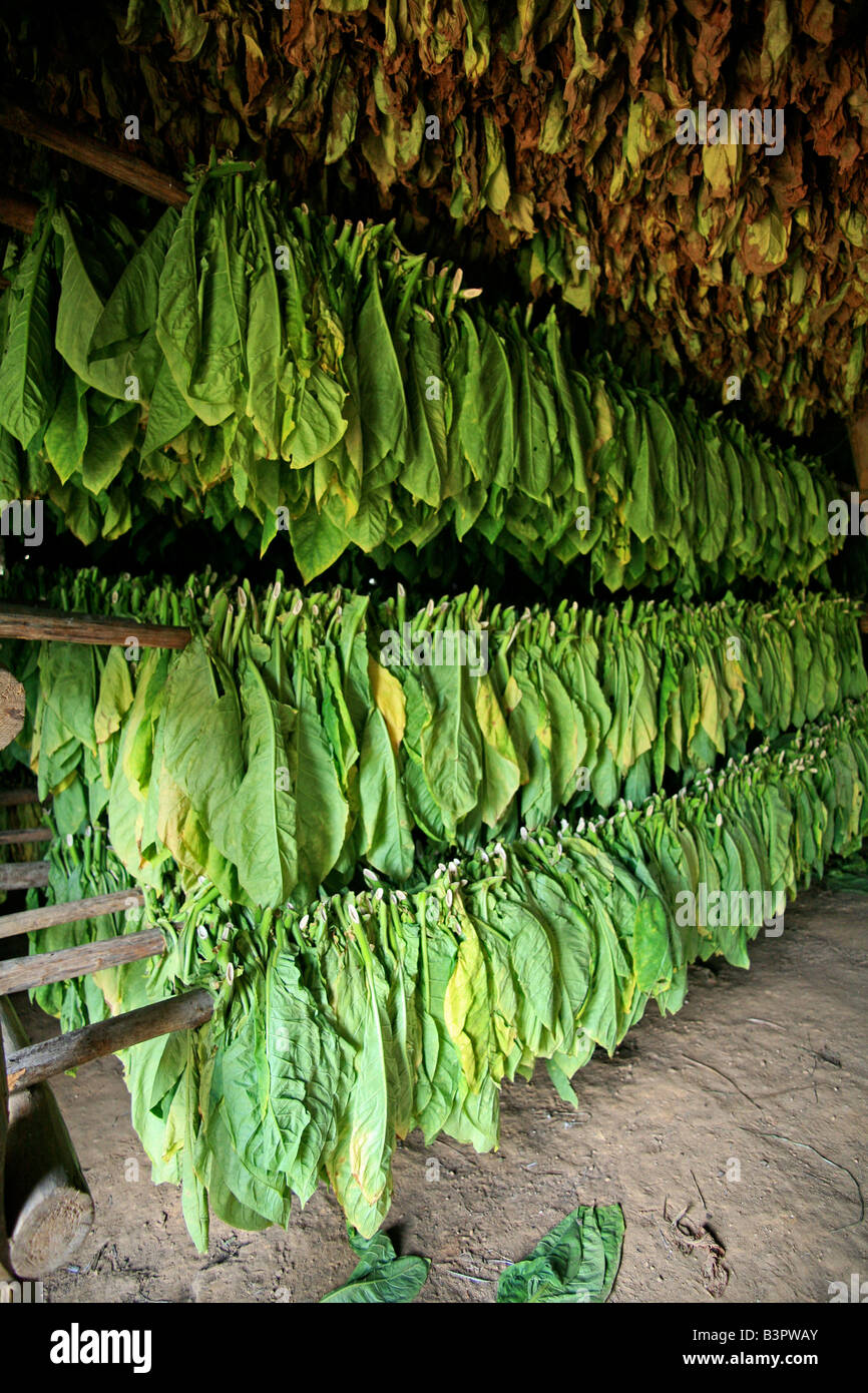 Il tabacco del processo di essiccazione, Viï¿½ales valley, Cuba, West Indies, America Centrale Foto Stock