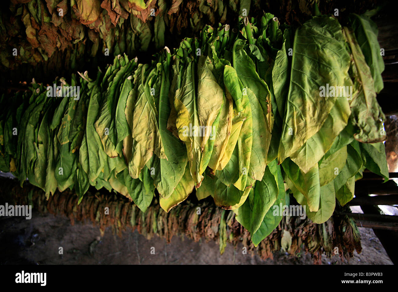 Il tabacco del processo di essiccazione, Viï¿½ales valley, Cuba, West Indies, America Centrale Foto Stock