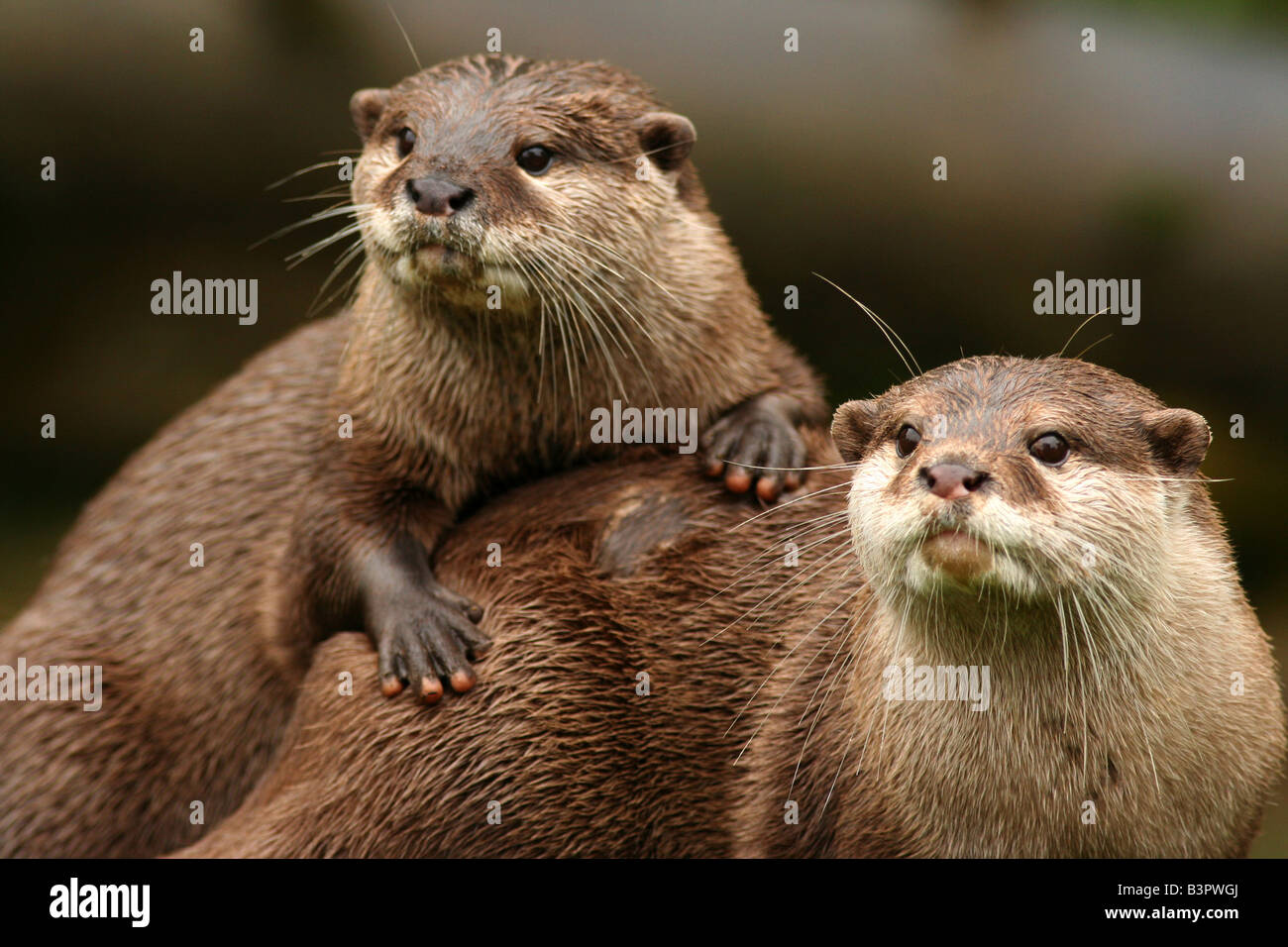 Asian breve artigliato otter Foto Stock