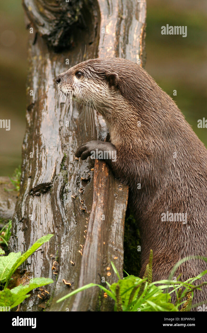Asian breve artigliato otter Foto Stock