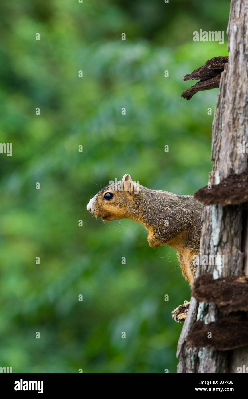Eastern Fox Squirrel Sciurus Niger Foto Stock