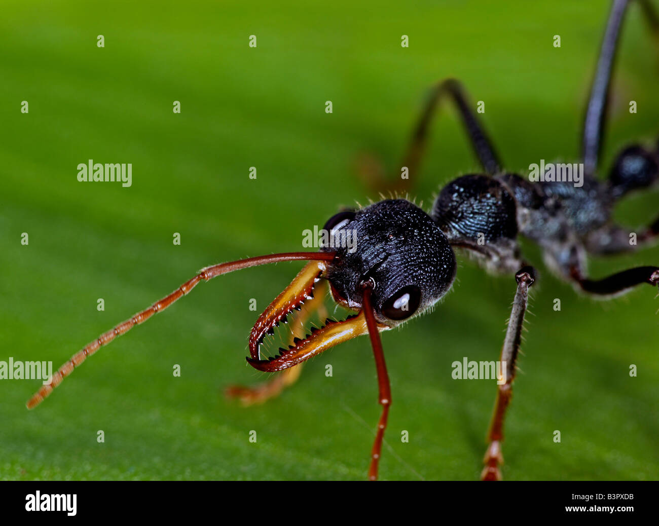 Bulldog ant (genere Myrmecia) o bullant o bull ant, Nuovo Galles del Sud, Australia. Foto Stock