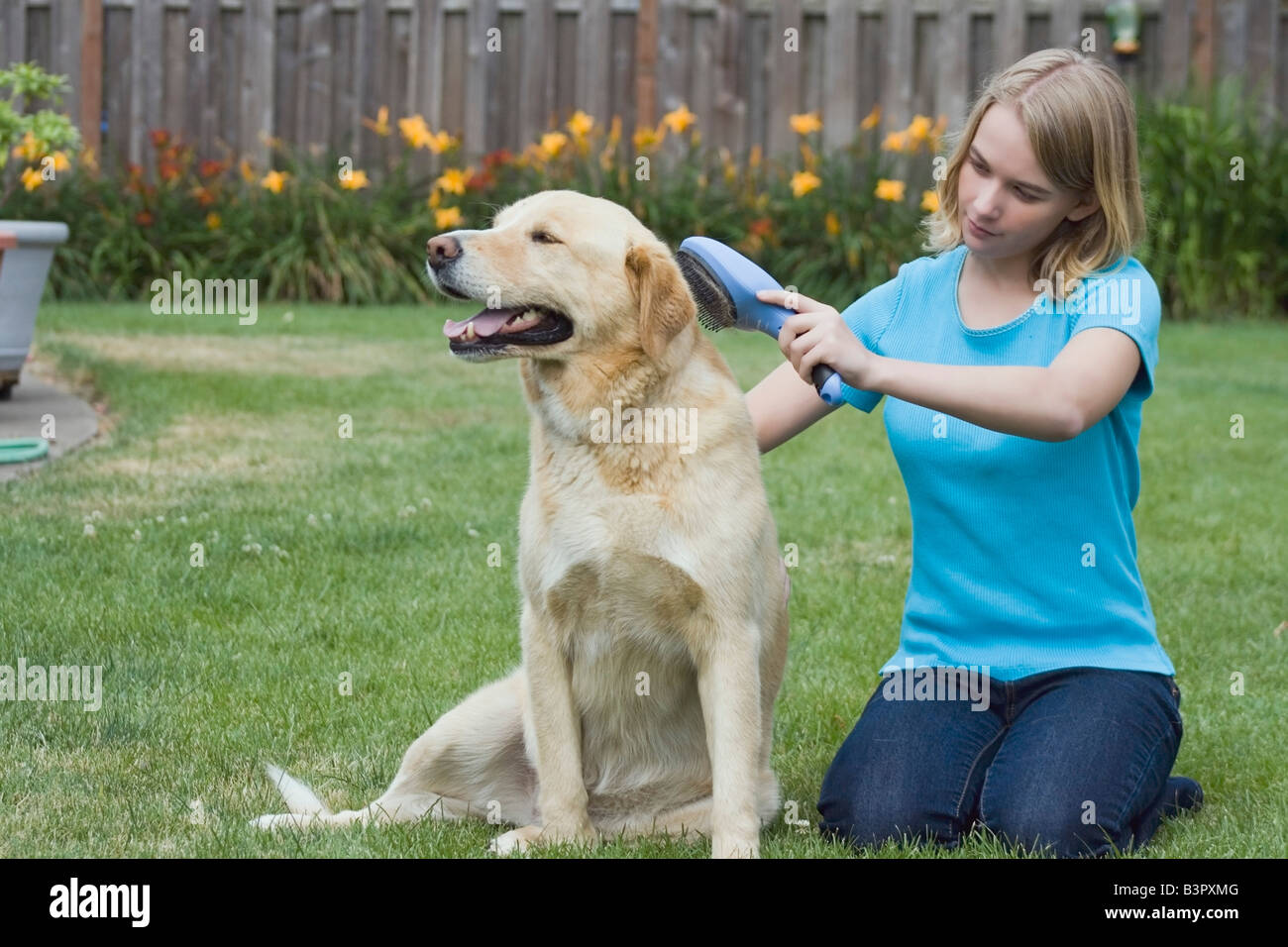 Teen girl toelettatura del suo cane Foto Stock
