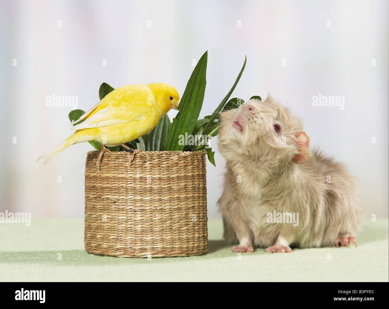 Amicizia animale: canary e cavia / Foto Stock