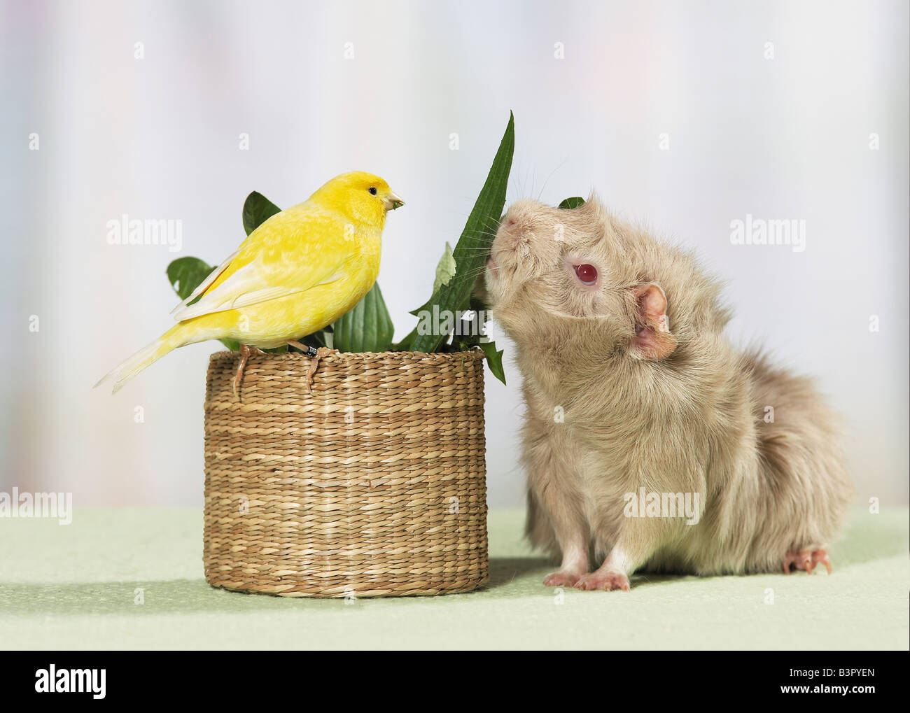 Amicizia animale: canary e cavia / Foto Stock