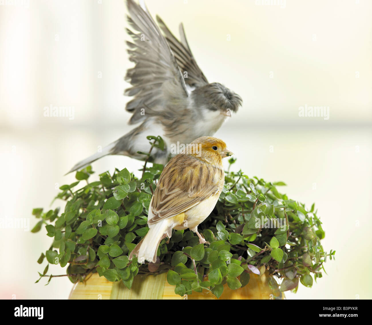 Canarie - a golliwoog / Foto Stock