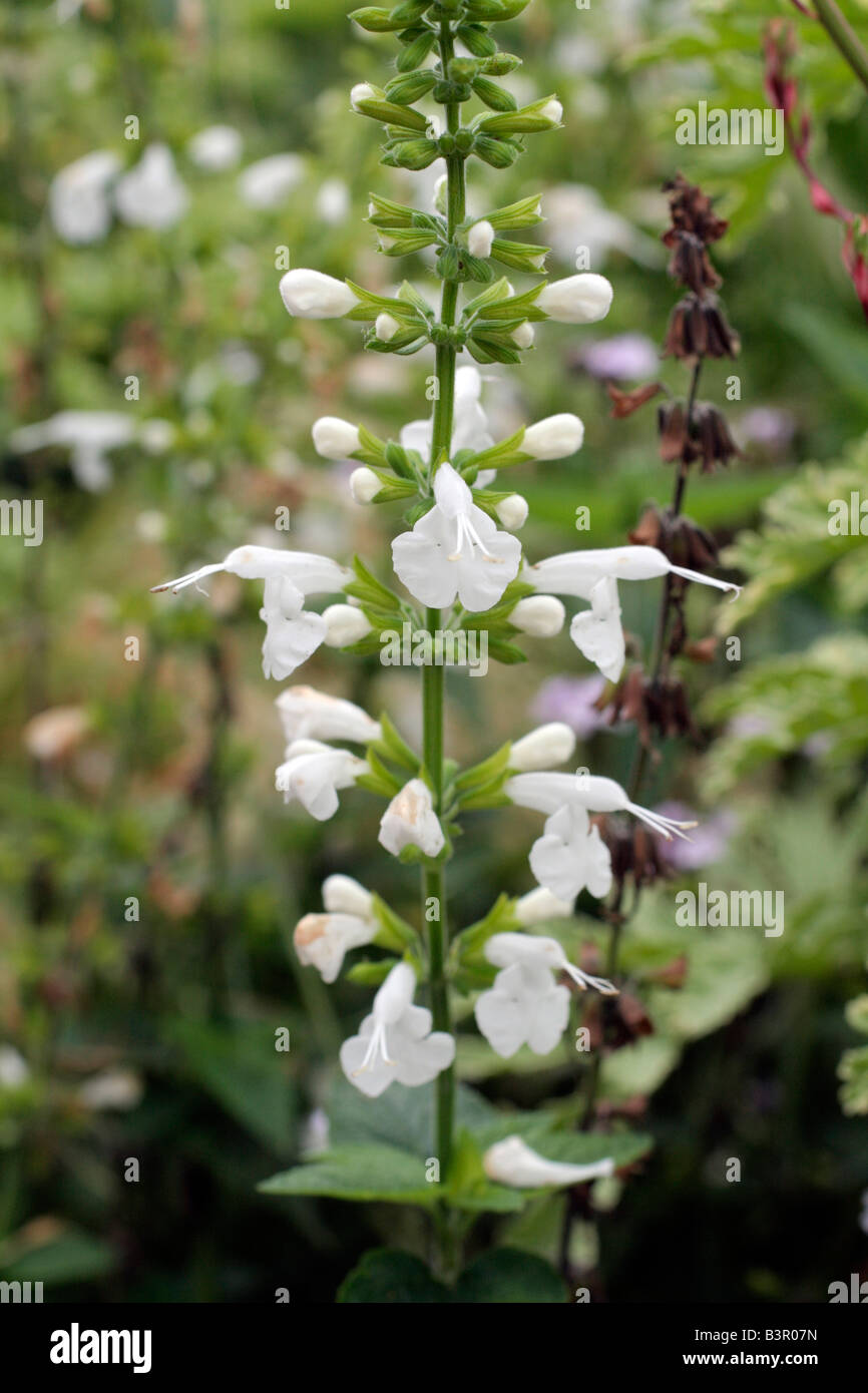 Omaggio comunale impianti presso il St James manche 50 utilizzando GAURA LINDHEIMERI SALVIA PATENS PENNISETUM VILLOSUM NICOTIANA Foto Stock