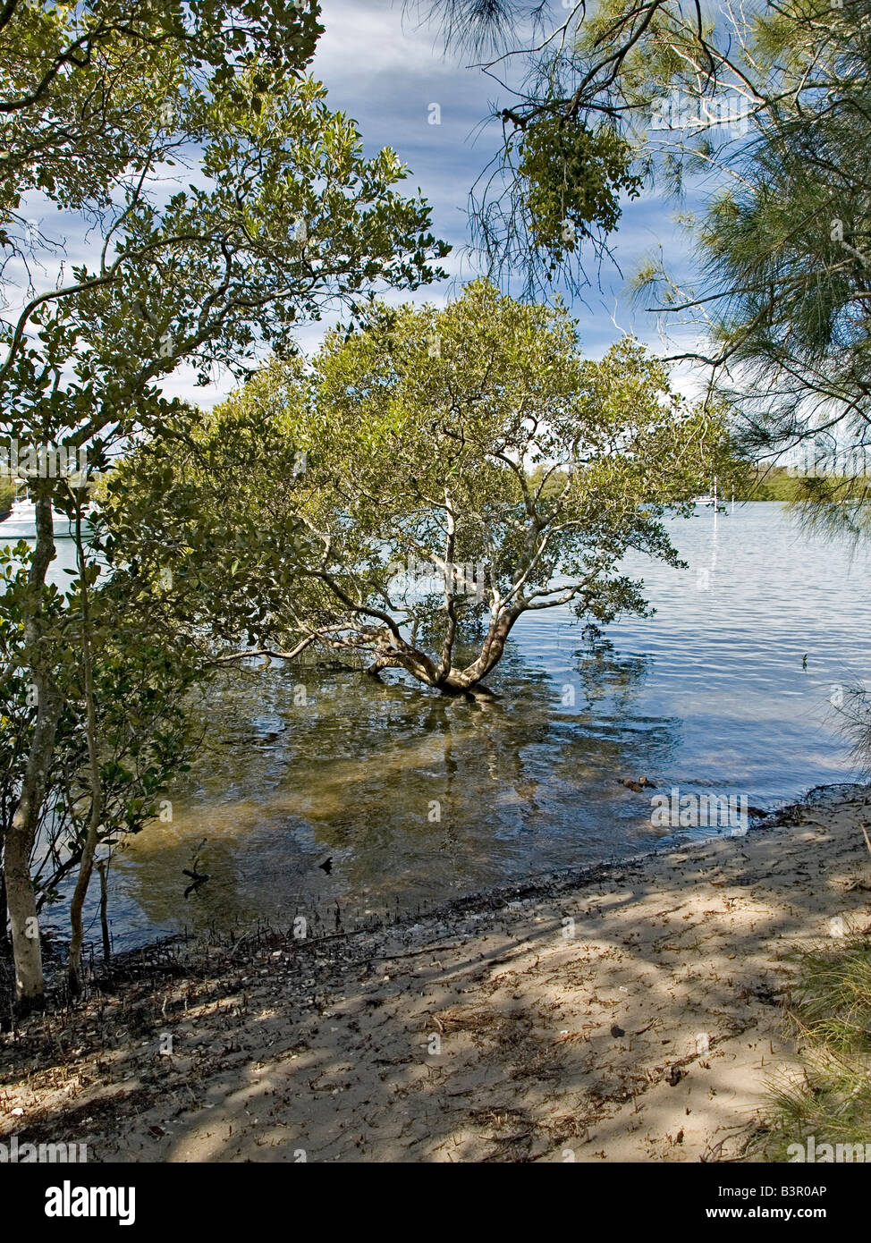 Grigio Mangrove Avicennia marina Foto Stock