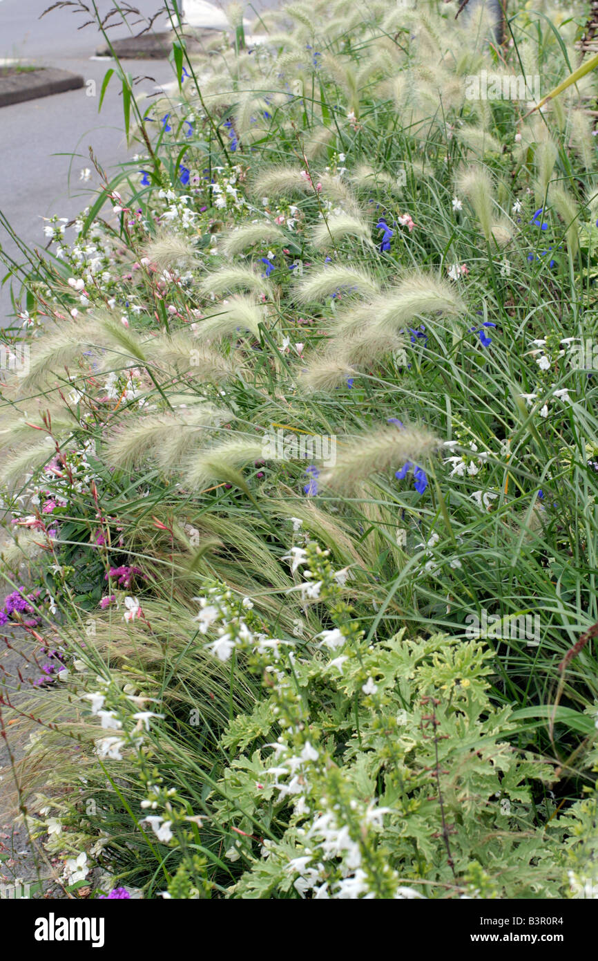 Omaggio comunale impianti presso il St James manche 50 utilizzando GAURA LINDHEIMERI SALVIA PATENS PENNISETUM VILLOSUM NICOTIANA x sanderae Piante Foto Stock