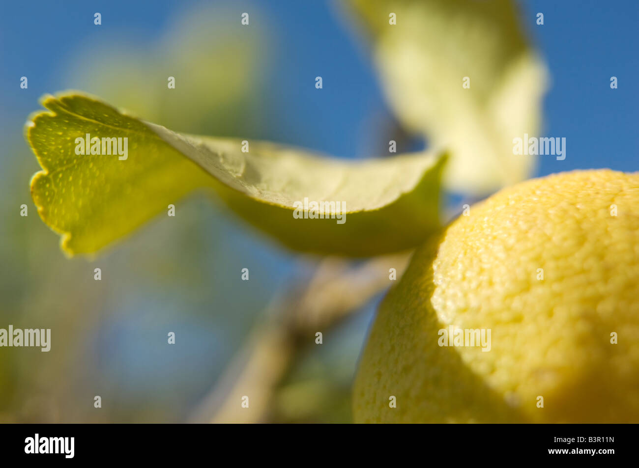 Il limone cresce sugli alberi contro il cielo blu Foto Stock