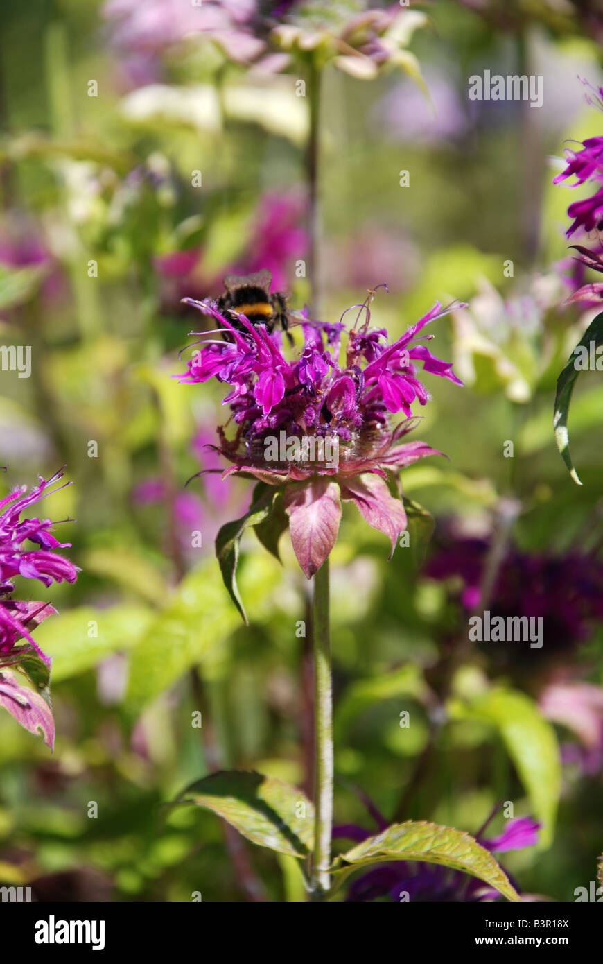 Monarda didyma bee balsamo Foto Stock