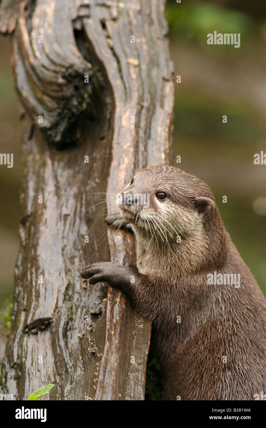 Asian breve artigliato otter Foto Stock