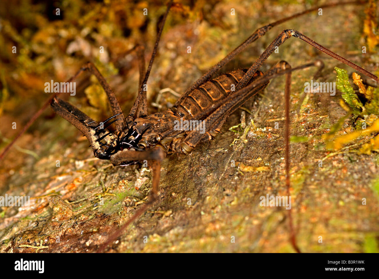 Frusta Tailless scorpion (Famiglia Amblypygi), su un albero in una foresta pluviale vicino al fiume Napo, Ecuador America del Sud. Foto Stock