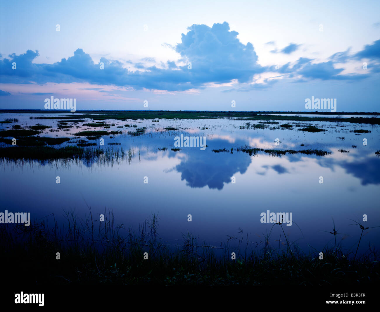 SWAMP, erbe & ACQUA A Merritt Island National Wildlife Refuge, terre possedute dalla NASA, FLORIDA, Stati Uniti d'America Foto Stock