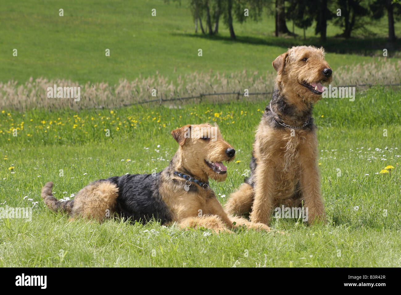 Due Airedale Terrier - sul prato Foto Stock