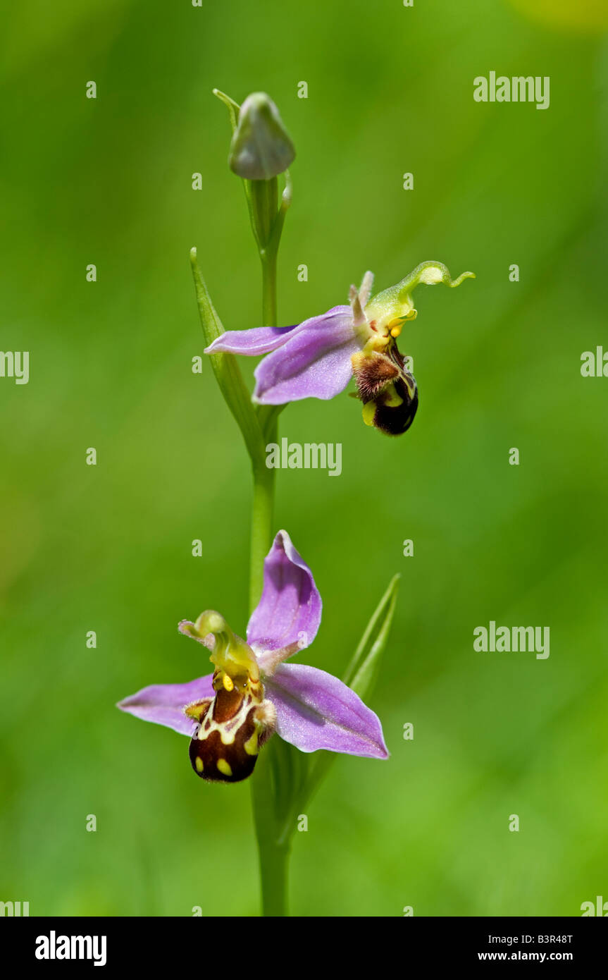 Bee Orchid: Ophrys apifera. Surrey in Inghilterra. Giugno Foto Stock