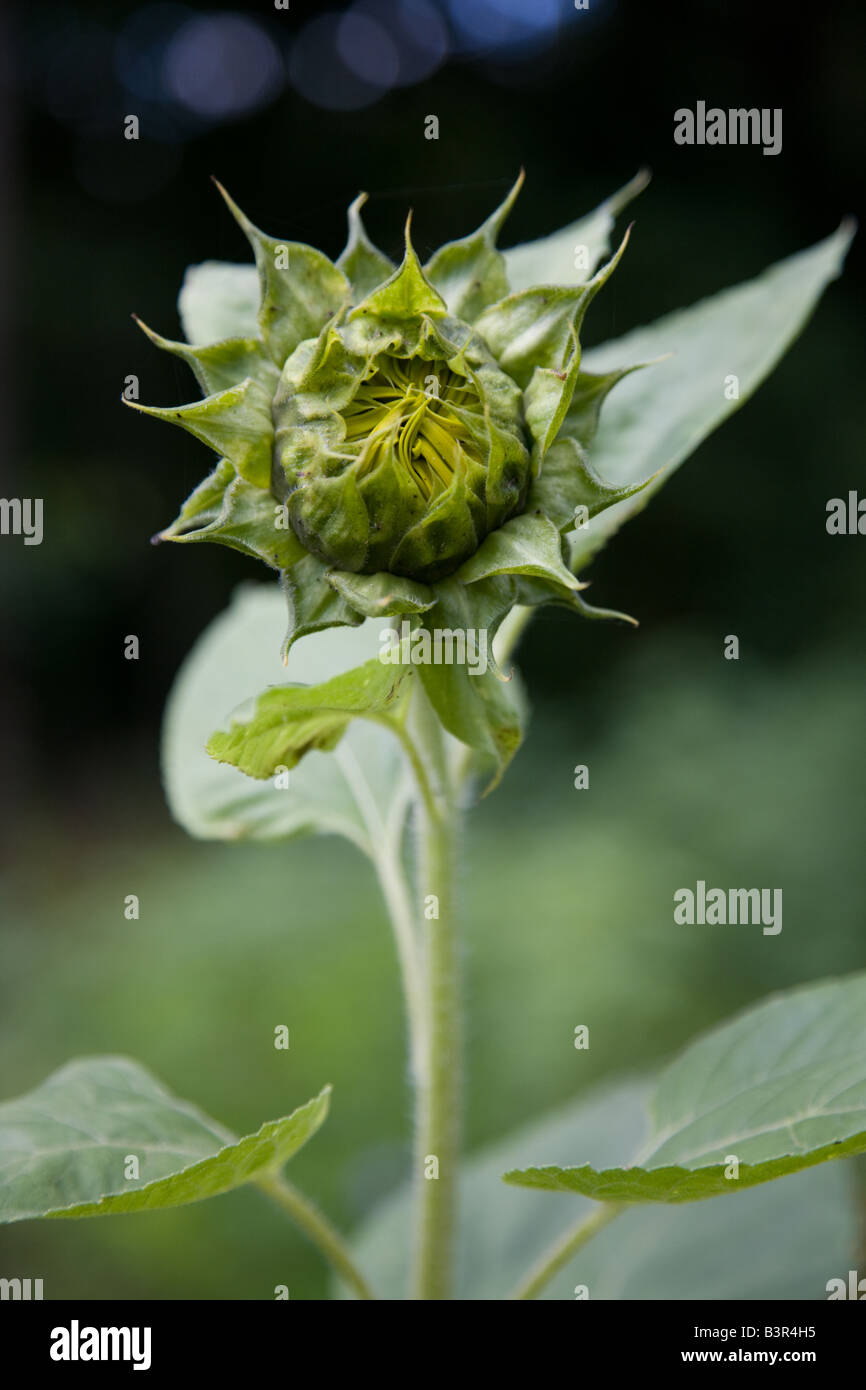 Sun Flower - Helianthus annuus Foto Stock