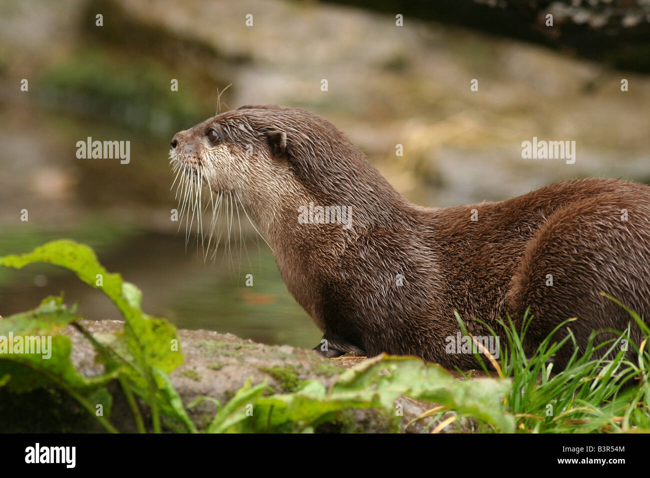 Asian breve artigliato otter Foto Stock