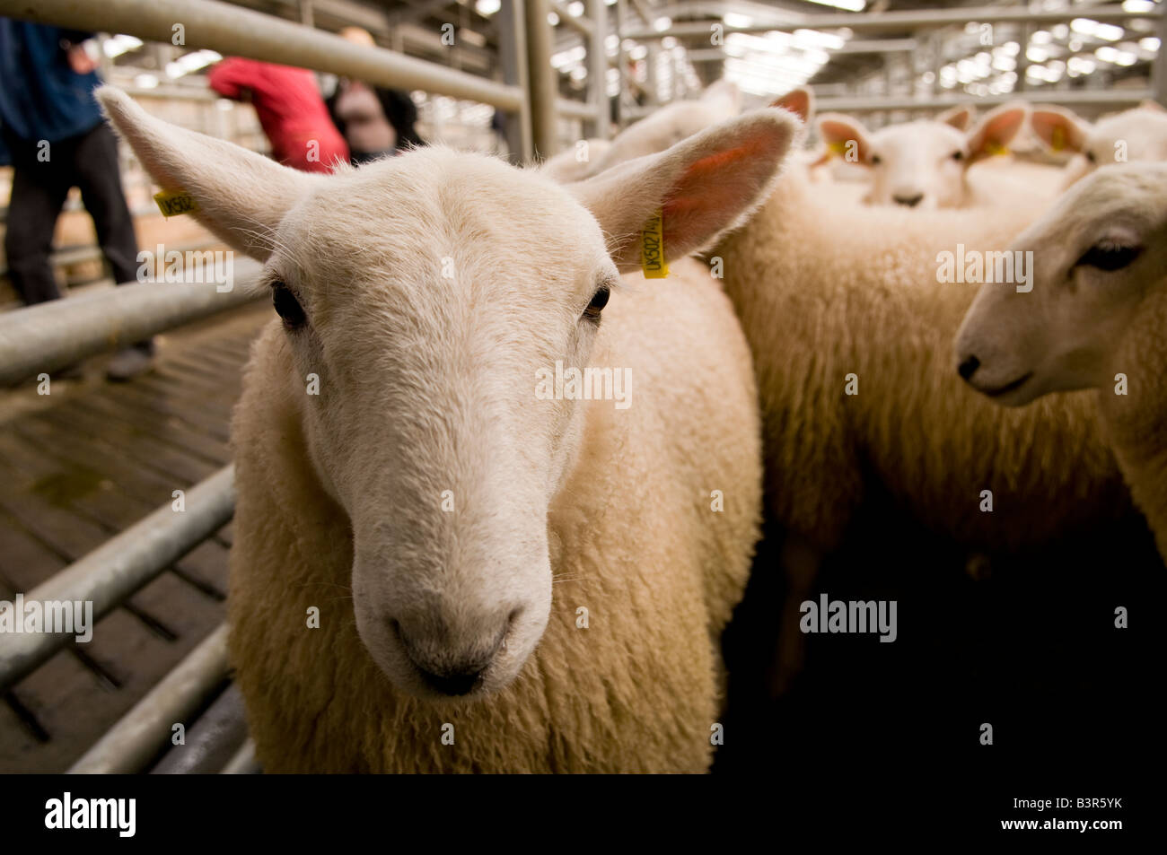 Vendita di molla Cheviot Agnelli a Dingwall Mart, Scozia Foto Stock