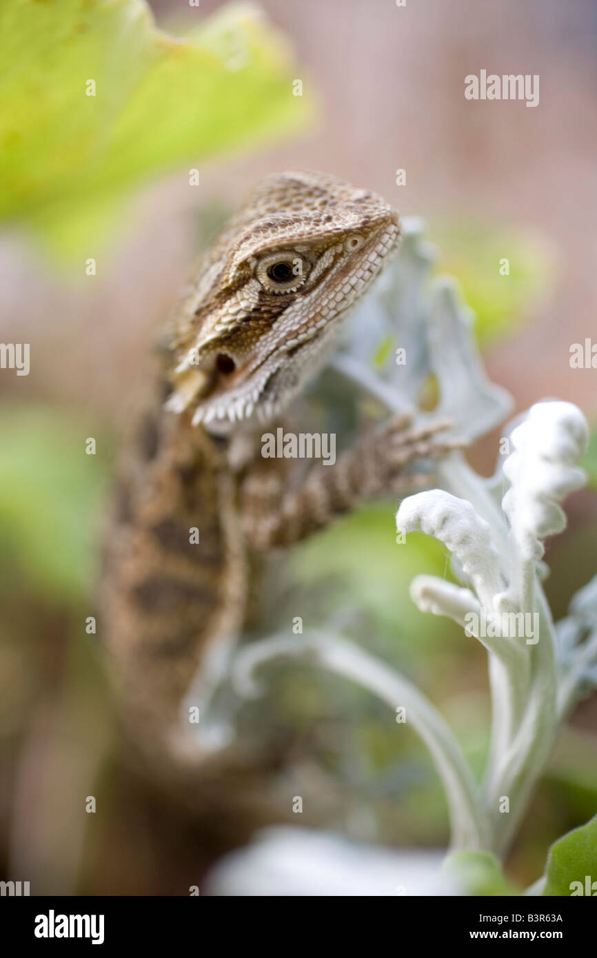 Chiusura del giovane drago barbuto lizard salendo impianto Foto Stock