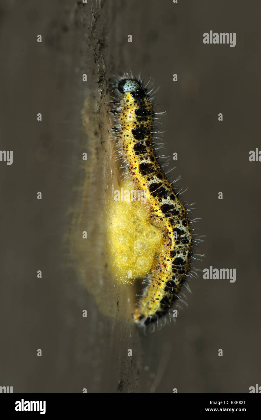 Bozzoli di pupa del parassitoide wasp Cotesia glomerata attaccato al loro ospite caterpillar Foto Stock