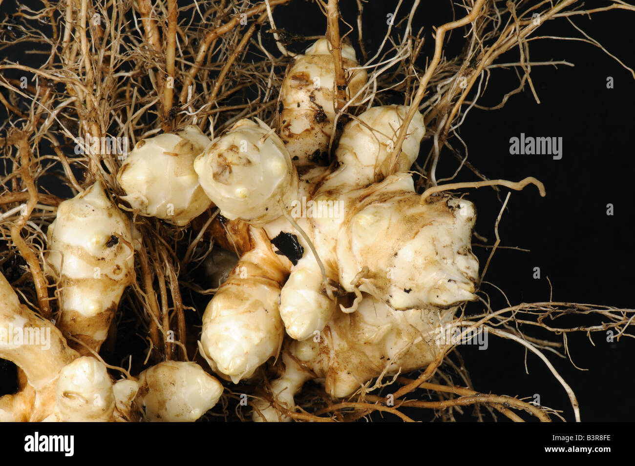 Il topinambur Helianthus tuberosus appena sollevato root con giovani tuberi bianco Foto Stock