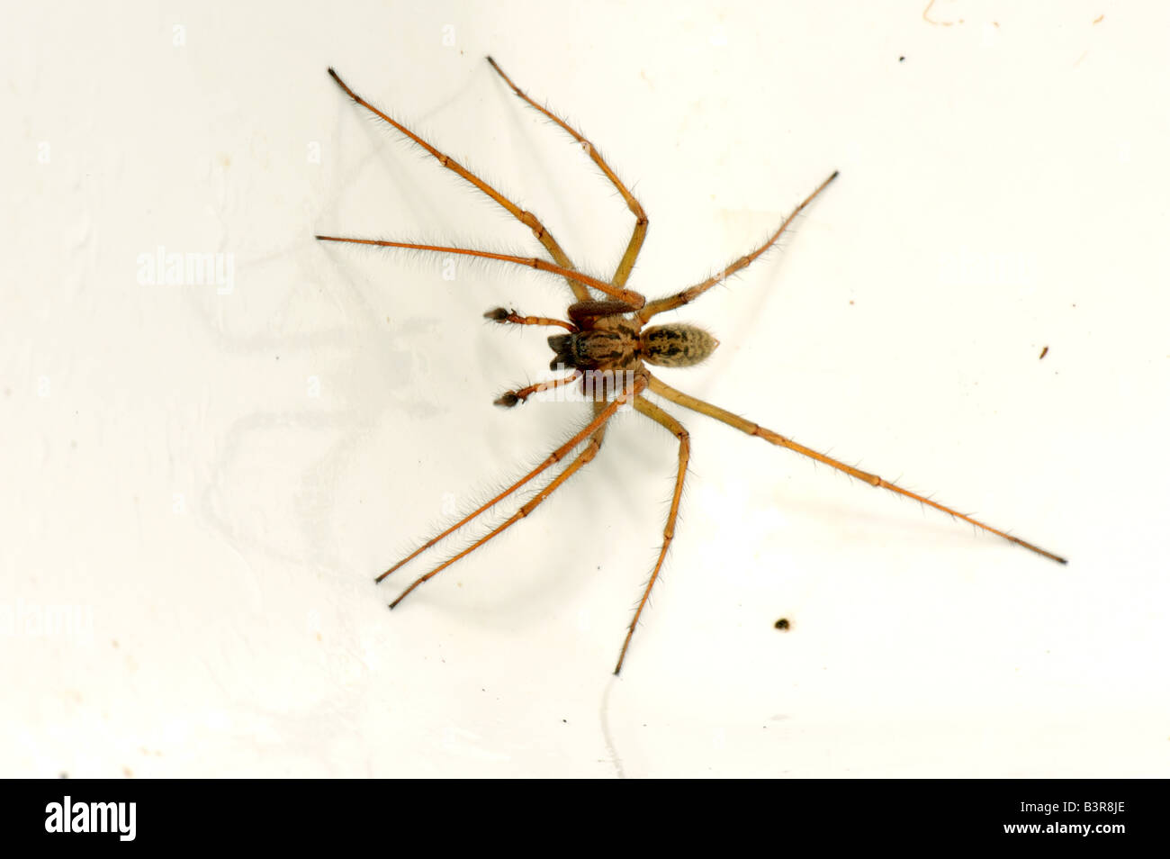 Casa maschio spider Tegenaria domestica intrappolato in un lavello da cucina in autunno Foto Stock