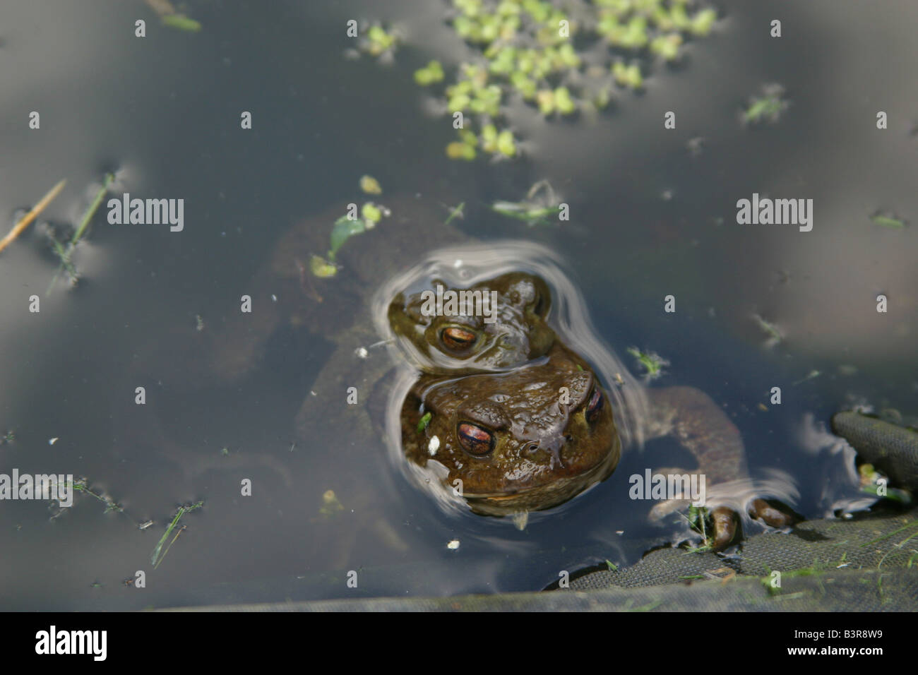 Rana temporaria, comune europeo rane marrone coniugata nel laghetto in giardino. orizzontale. Rane 31382 Foto Stock