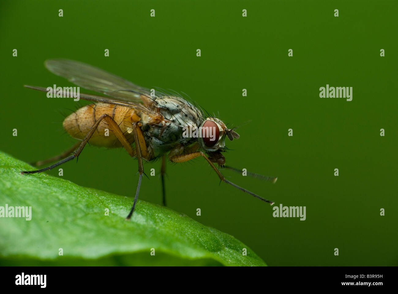 Volare su una foglia (2) Foto Stock