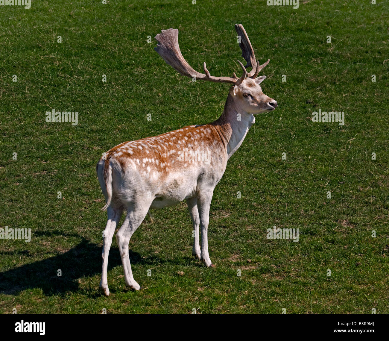 Daini Stag (Dama Dama), Regno Unito Foto Stock