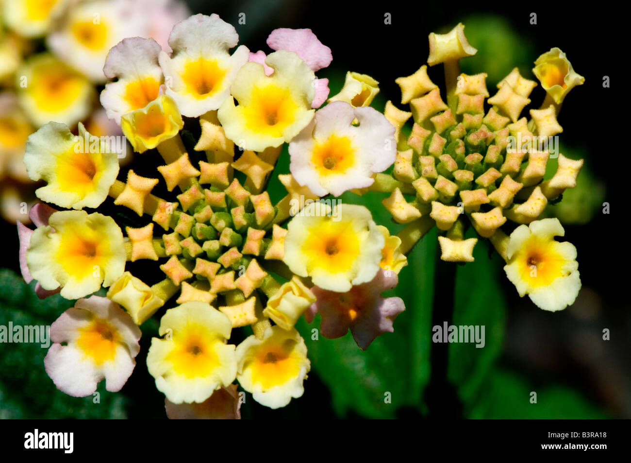 Minuscoli boccioli di fiori in un modello di cerchio Foto Stock