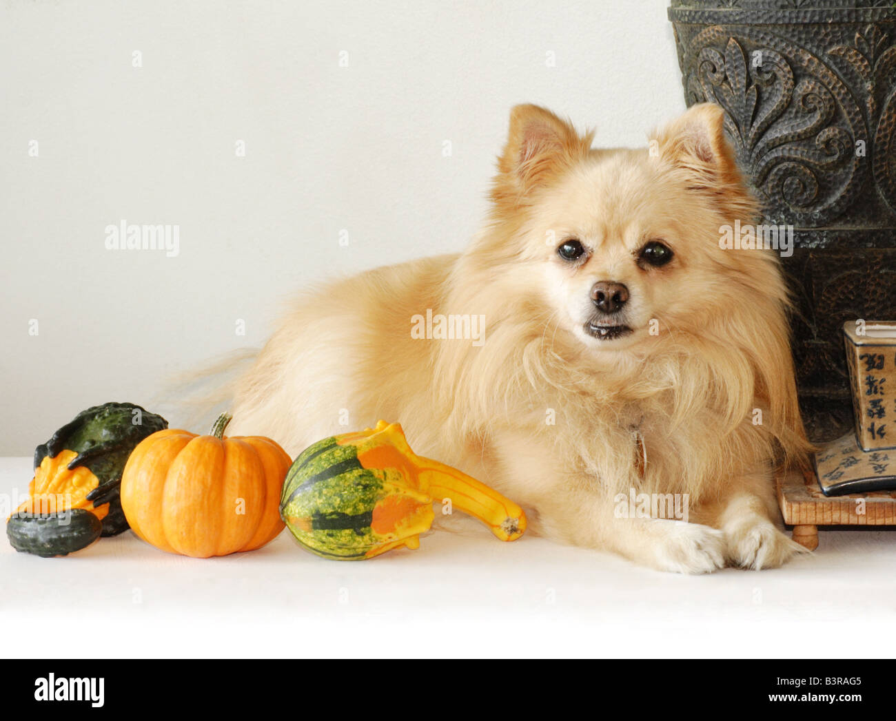 Pomerania dog sitter tra zucca e squash Foto Stock