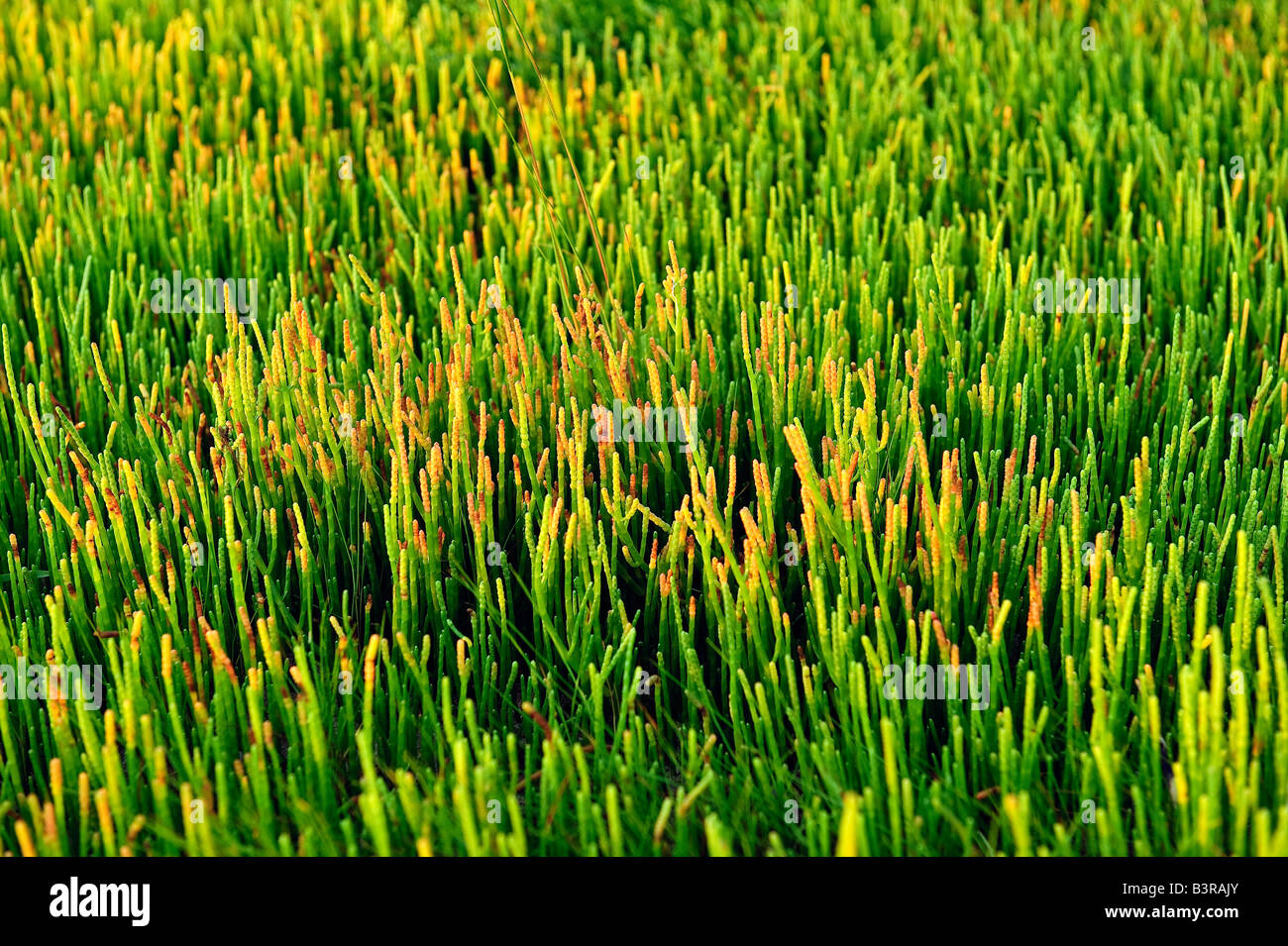 Colorata salicornia succulenta comune alle barene e ambienti costieri Cape Cod MA Foto Stock Colorata salicornia succulenta comune alle barene e ambienti costieri Cape Cod MA Foto Stock