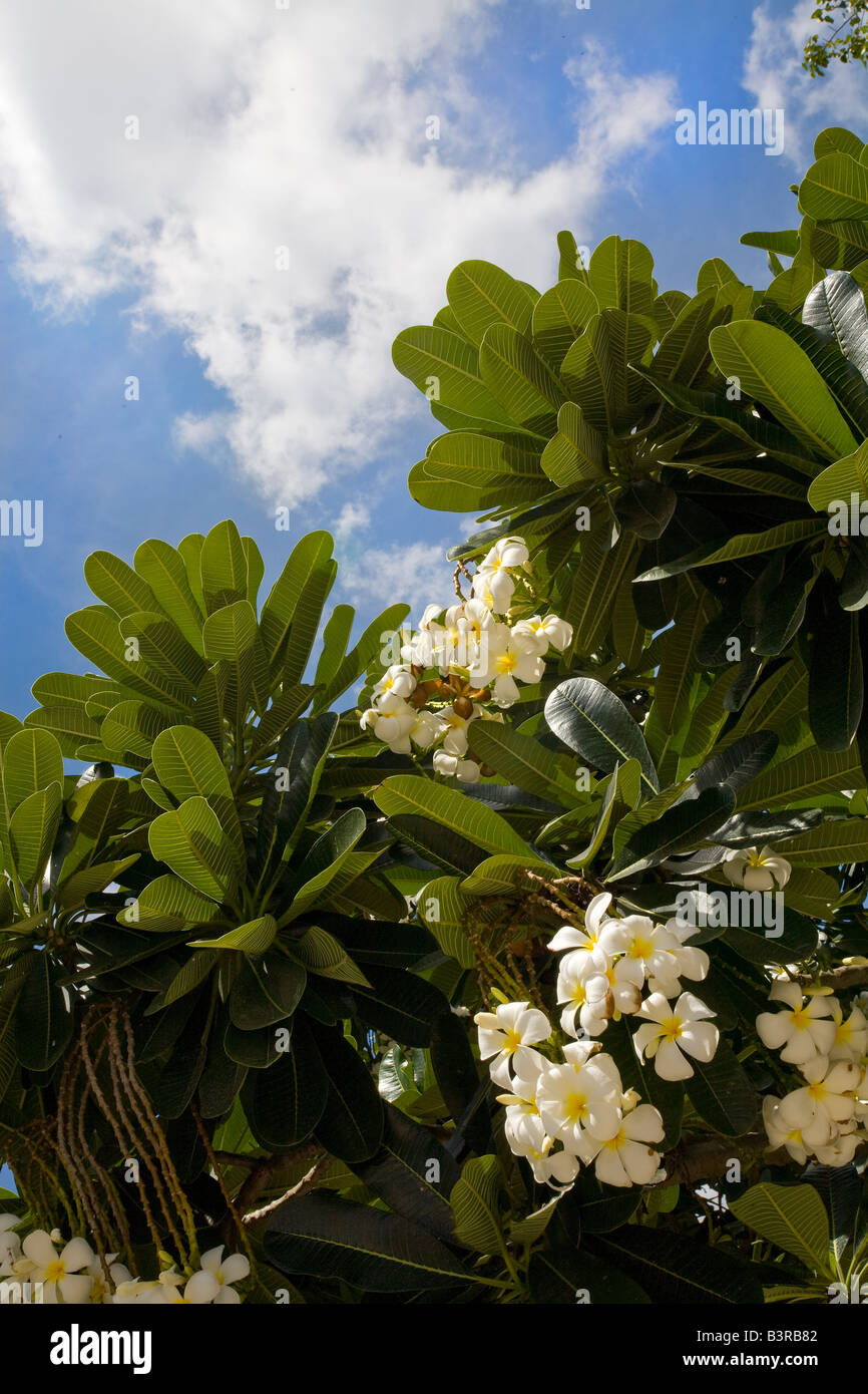 Color crema fiori di frangipani, cielo blu Foto Stock