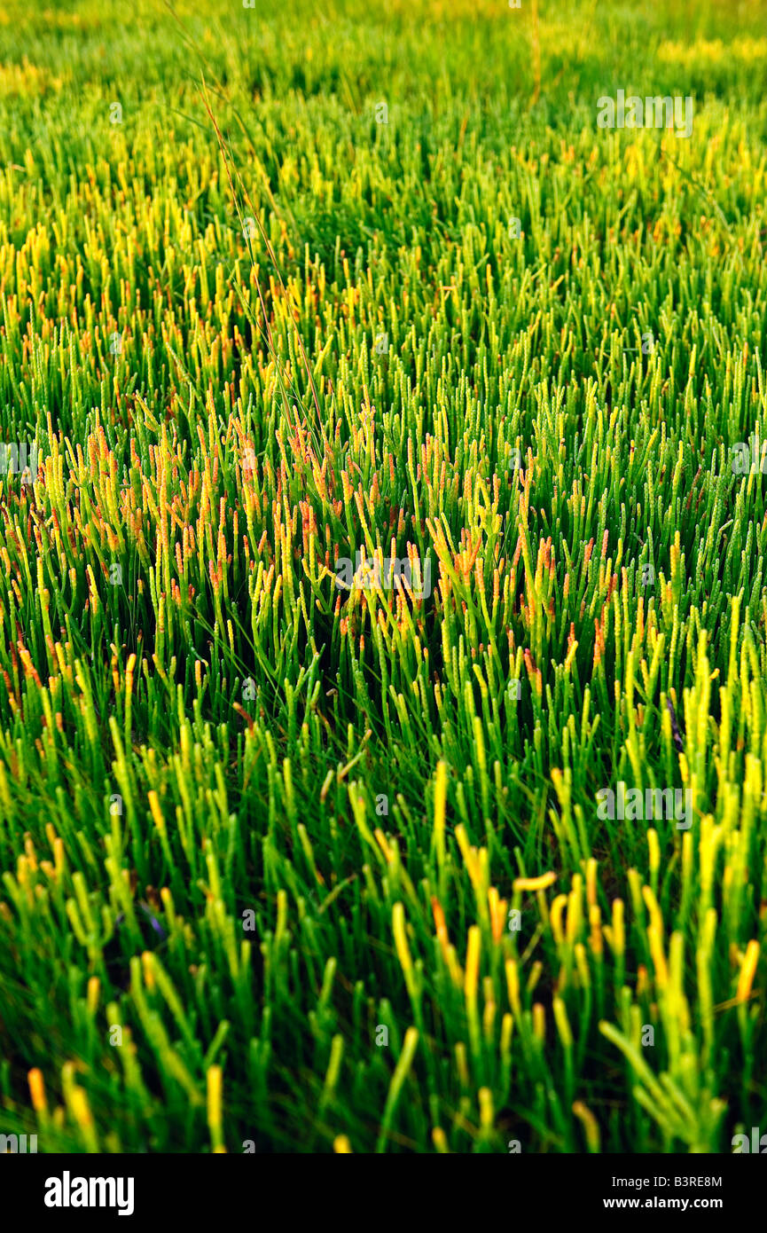 Colorata salicornia succulenta comune alle barene e ambienti costieri Cape Cod MA Foto Stock Colorata salicornia succulenta comune alle barene e ambienti costieri Cape Cod MA Foto Stock