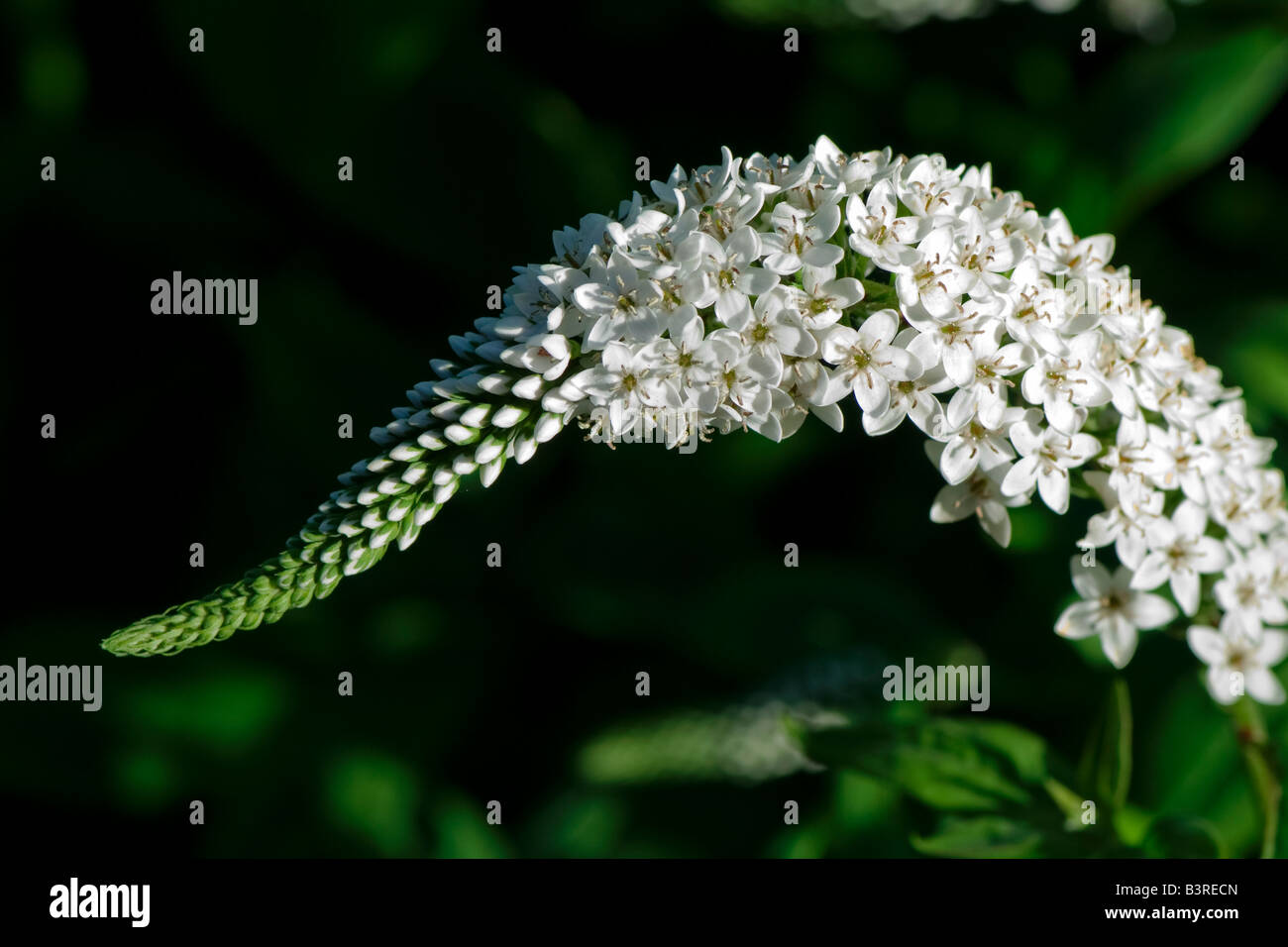 Fiore a collo d'oca al Chicago Giardini Botanici Foto Stock