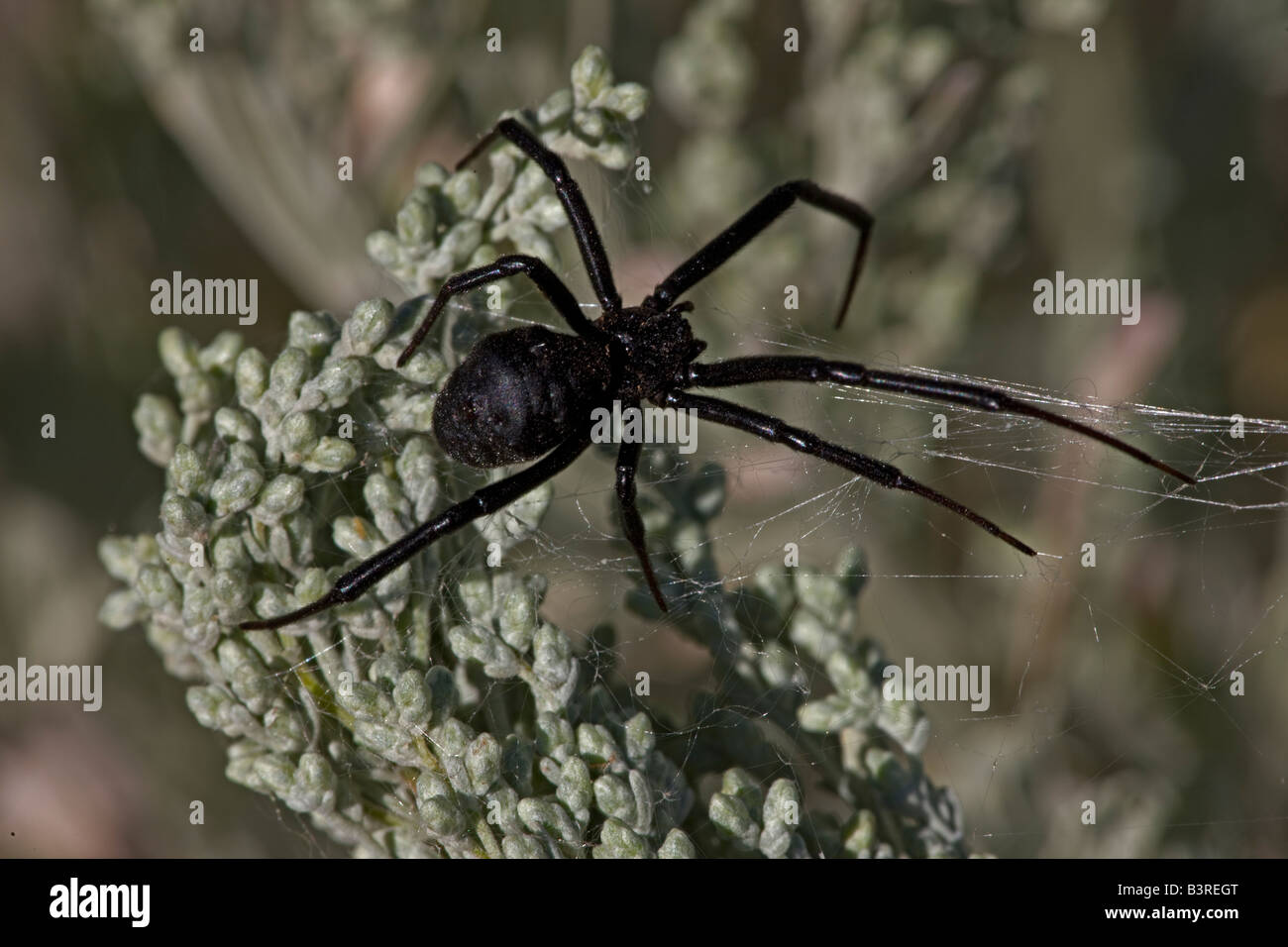 Black Widow Spider (Latrodectus hesperus) femmina - Arizona - USA Foto Stock