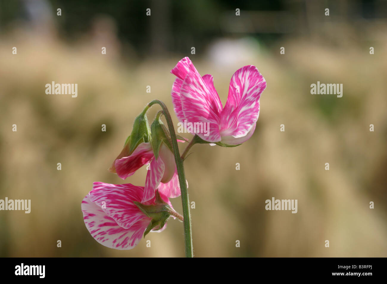 Sweet Pea Lathyrus odoratus Foto Stock