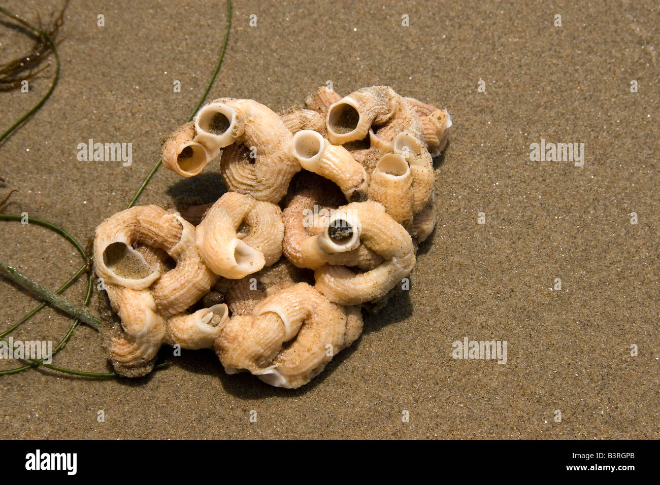 Guscio di Barnacle Foto Stock