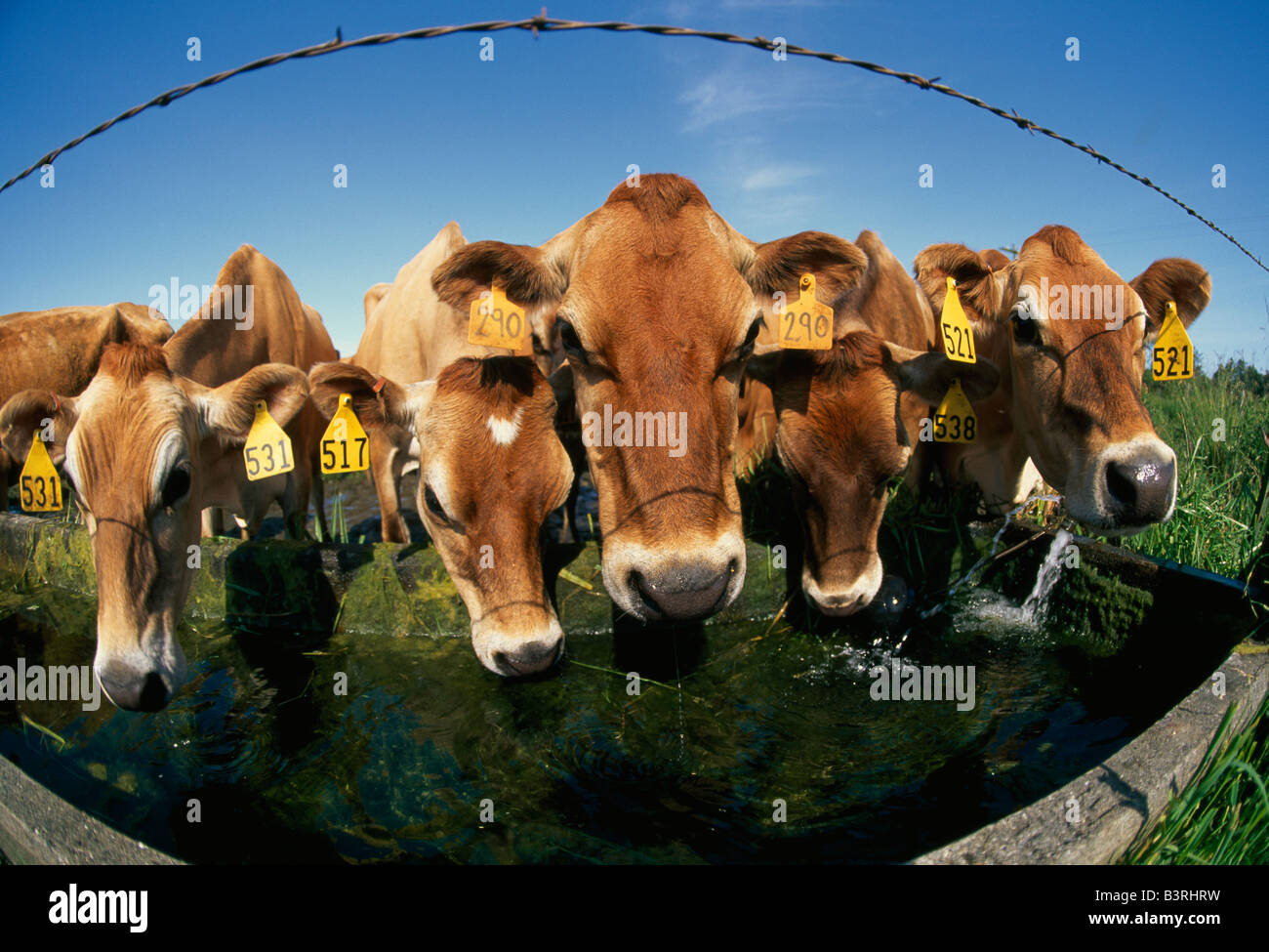 Vacche Jersey bevendo al trogolo di acqua. Foto Stock