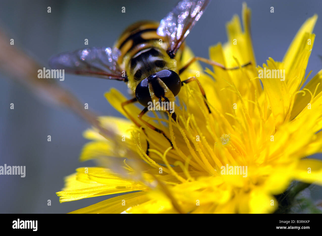 Un hover volare seduti su un dente di leone Foto Stock