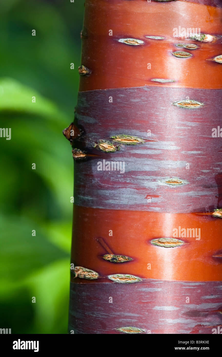Prunus serrula, Tibetano ciliegio, corteccia dettaglio Foto Stock
