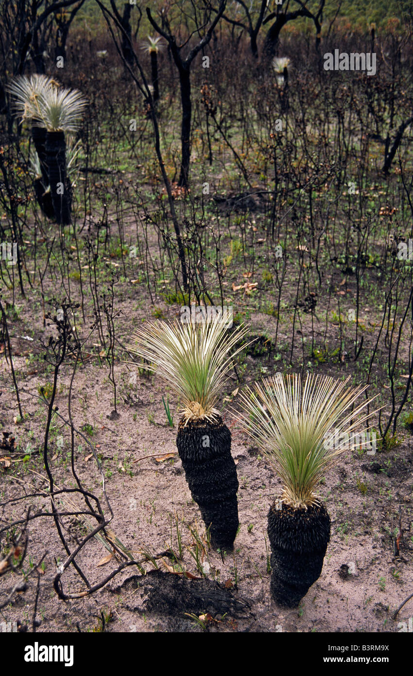 Bushfire ricrescita, Australia occidentale Foto Stock