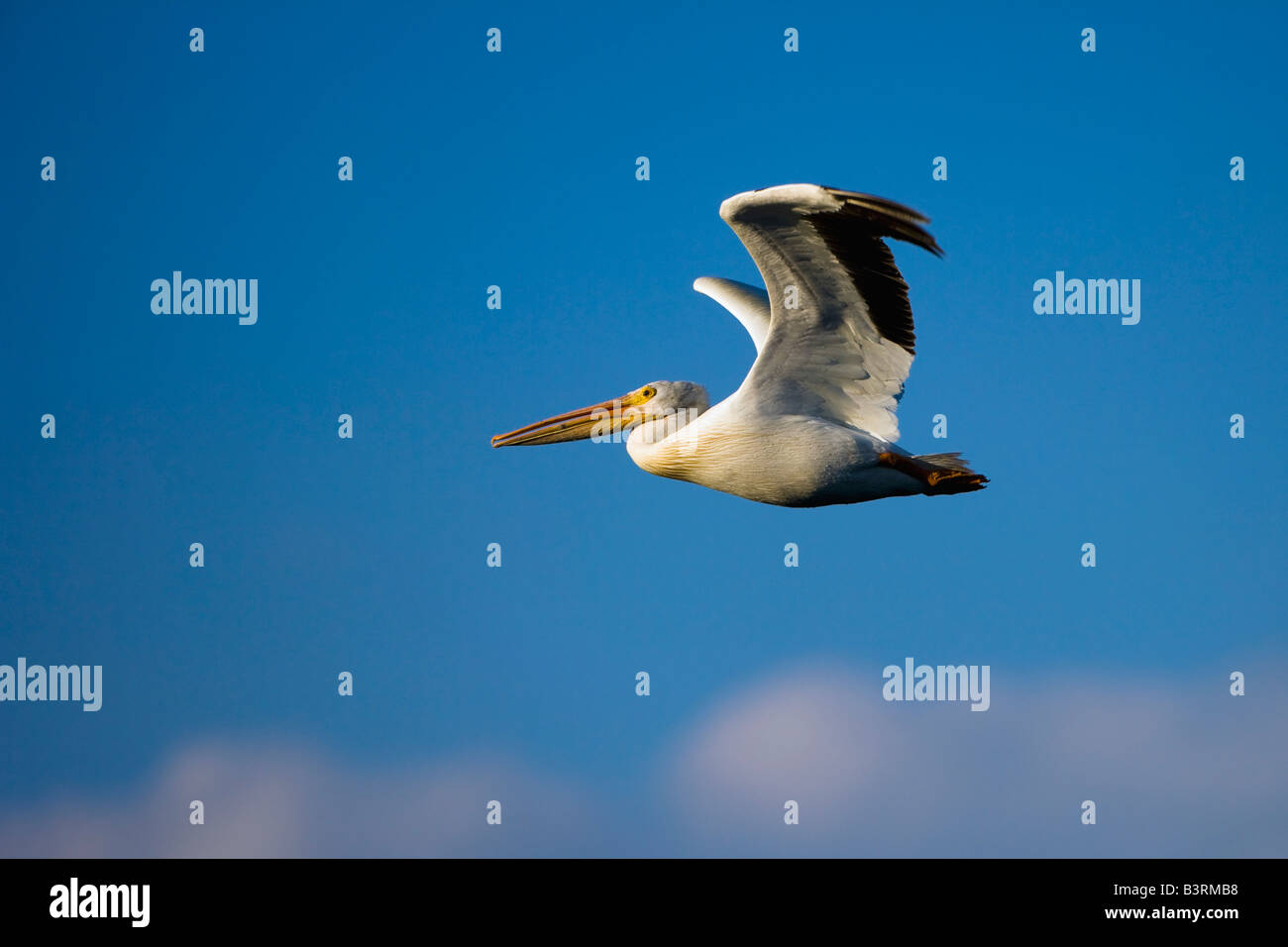 Pellicano di volo Foto Stock