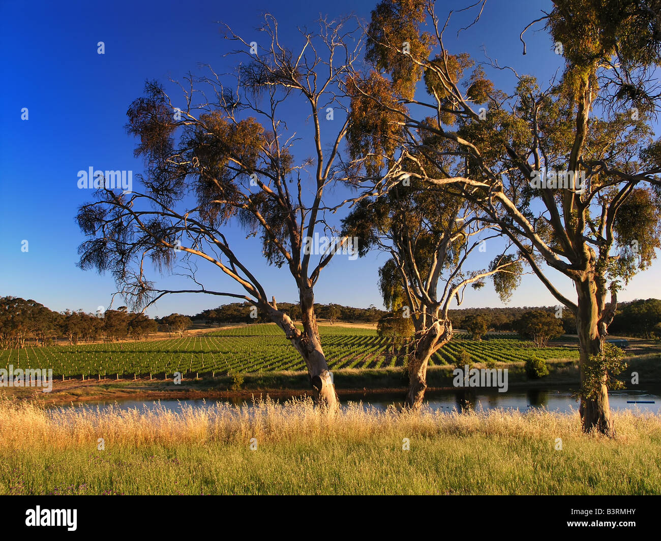 La Clare Valley Vineyard Foto Stock