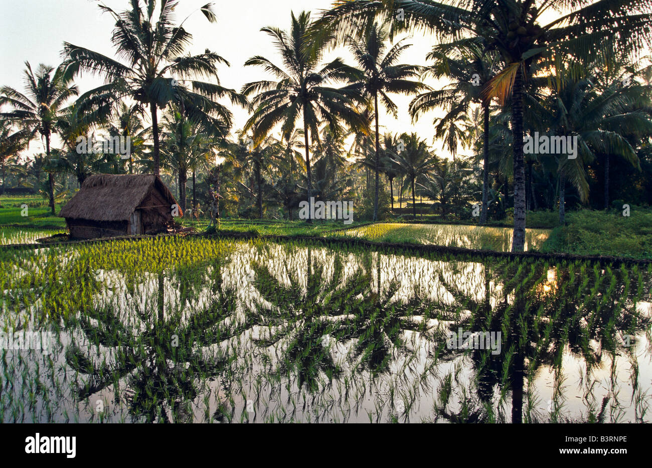 Riso agricoltori padi, Bali Indonesia Foto Stock