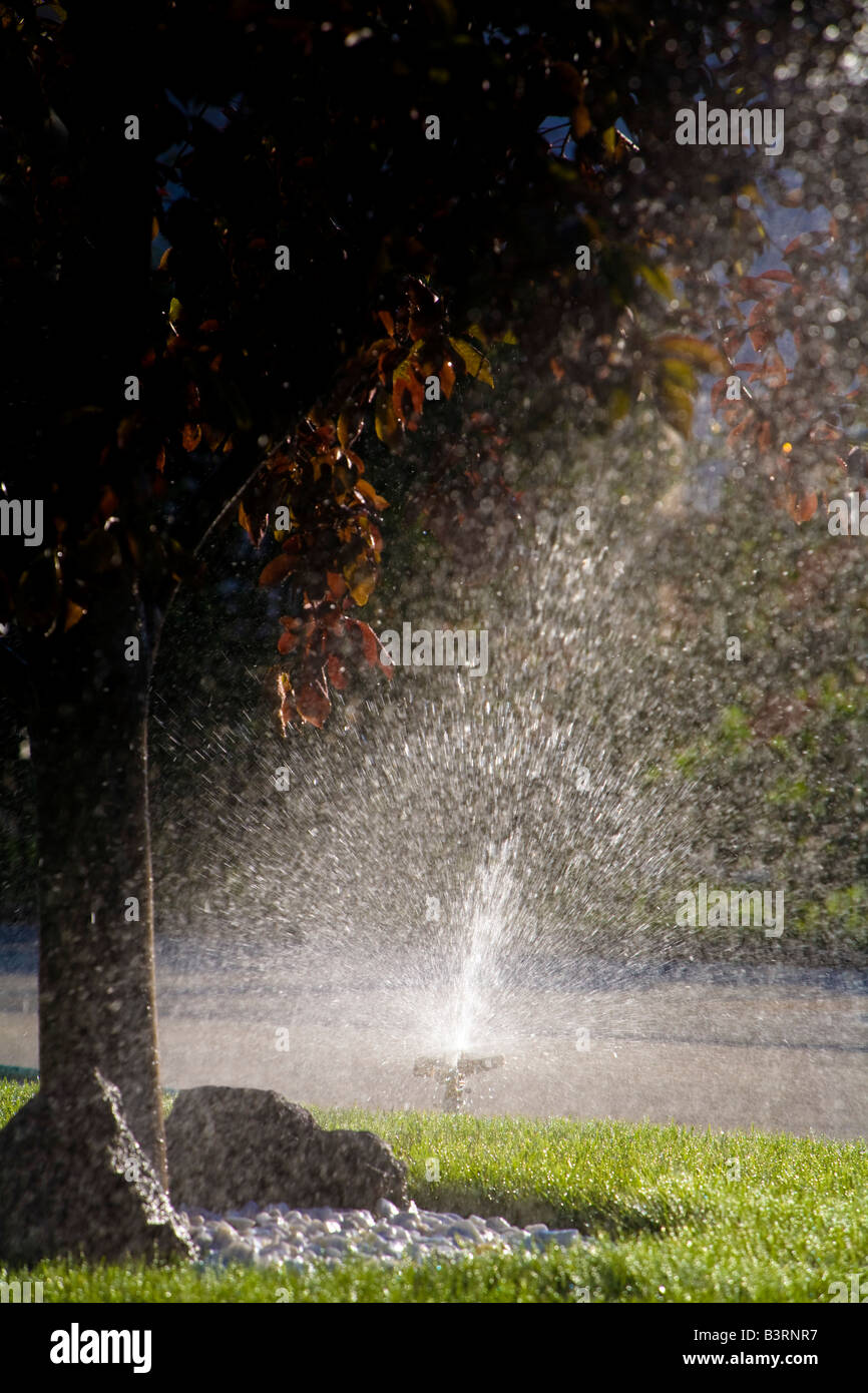 Irrigazione sprinkler un prato Foto Stock